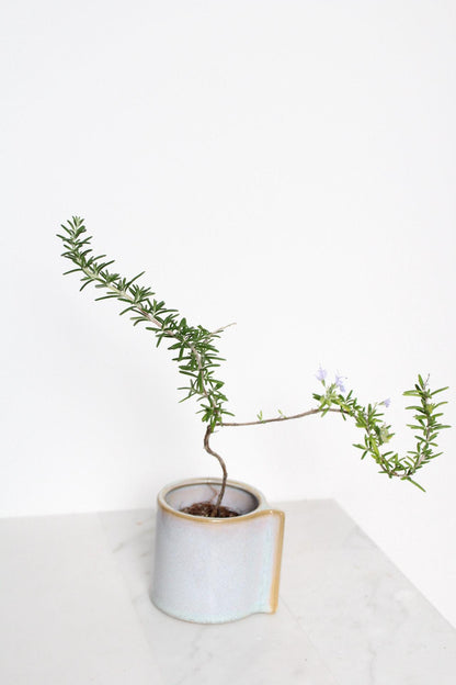 Trailing Rosemary Plant Small Bonsai Collection Kitchen Herb Garden Black Pot Display Cascading Green Foliage Fresh Culinary Ingredient Growing Collection Window Sill Accent Home Decor Essential Beautiful Aromatic Plant Garden Gift