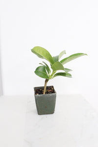 Stephanotis Floribundas Madagascar Jasmine Vine Outdoor Plant White Flower Plant Starter Lei Fragrant Flower Jasmine Houseplant Live Plant