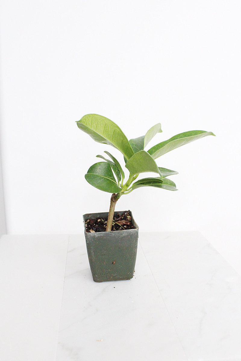 Stephanotis Floribundas Madagascar Jasmine Vine Outdoor Plant White Flower Plant Starter Lei Fragrant Flower Jasmine Houseplant Live Plant