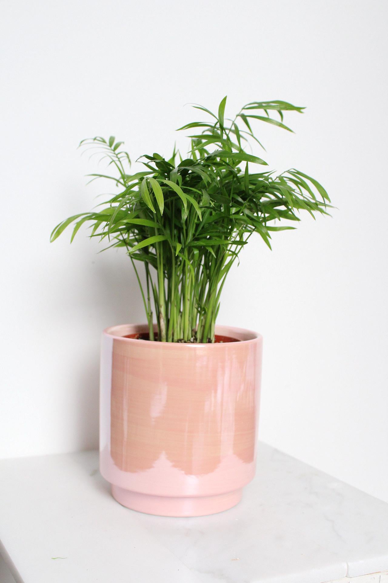 Bedroom Decor Essential Pink Ceramic Planter Modern Home Collection Indoor Plant Container Valentine Gift Idea Beautiful Room Accent Large Table Display Contemporary Style Five Inch Design Premium Quality Construction Elegant Shelf Addition