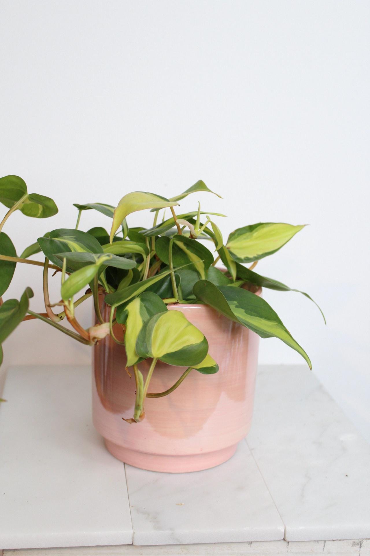 Live Indoor Philodendron Cordatum 'Brasil'  Heart Leaf Vine Plant Gift for Office Plant Lover Tropical Foliage Easy Care Plant Gift Friend Pink Pot Rainbow Iridescent