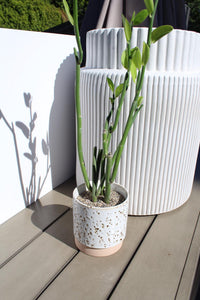 Pedilanthus Bracteatus ‘Tall Slipper’ – Drought-Tolerant Succulent for Xeriscape