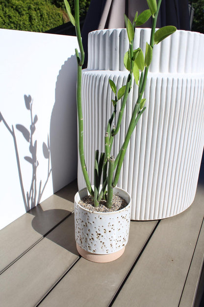 Pedilanthus Bracteatus ‘Tall Slipper’ – Drought-Tolerant Succulent for Xeriscape