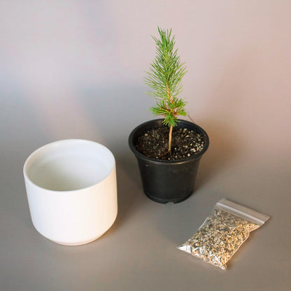 Complete Bonsai Starter Kit Japanese Pine Collection First Time Growing Set Perfect Dad Gift Home Garden Bundle White Ceramic Planter Sand Topper Package Small Space Essential Beautiful Balcony Display Beginner Garden Collection