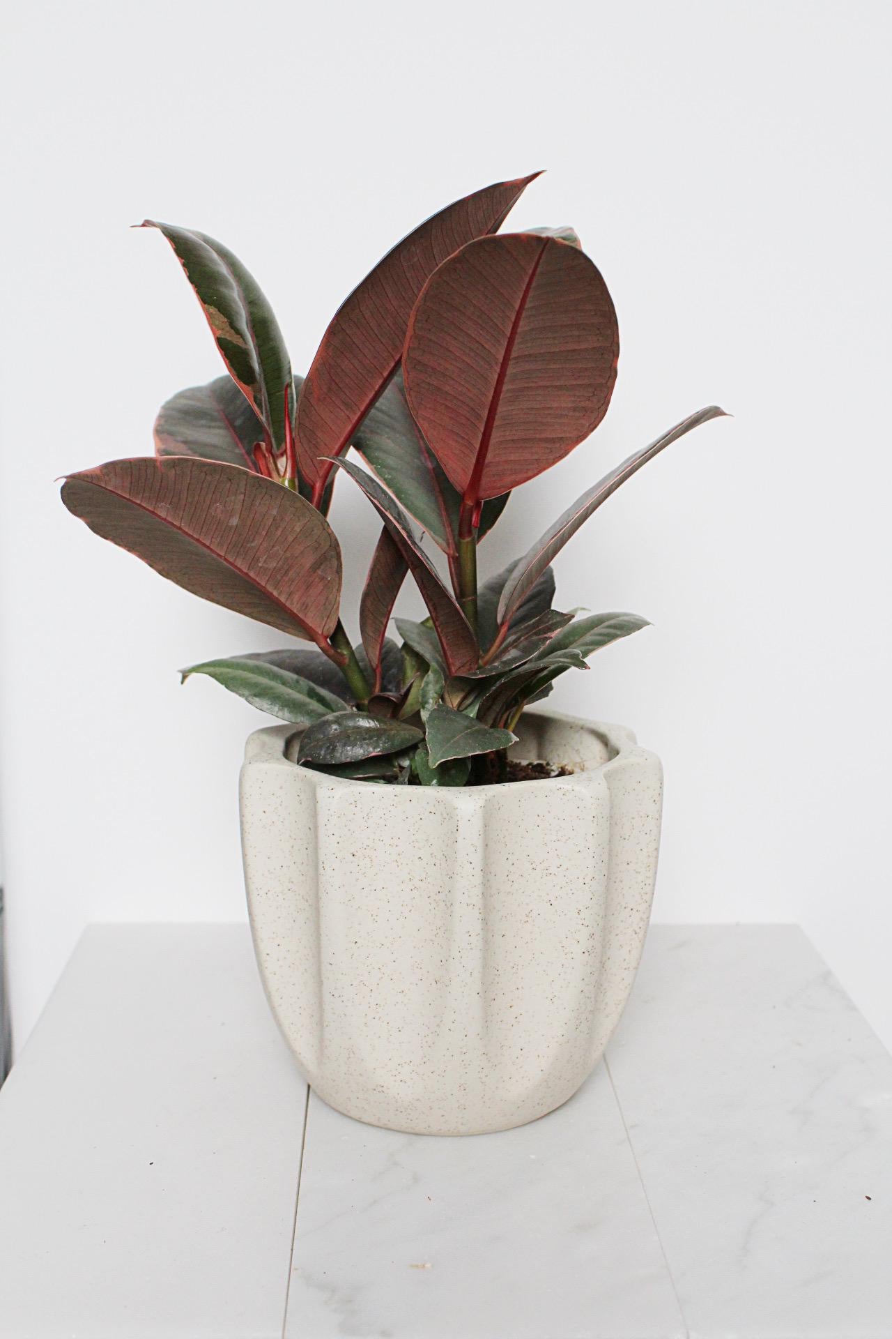 Variegated Pink Rubber Tree Pink Houseplant Ficus Decora Ruby Pink Plant Indoor House Plant Garden Tropical Indoor Live Plant Rubber Fig Neutral Beige Pot on Plant Stand Home Decor Gift