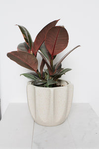 Variegated Pink Rubber Tree Pink Houseplant Ficus Decora Ruby Pink Plant Indoor House Plant Garden Tropical Indoor Live Plant Rubber Fig Neutral Beige Pot on Plant Stand Home Decor Gift