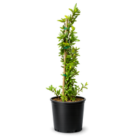 Japanese Honeysuckle ‘Halliana’ – Fragrant Climbing Vine (1 Gallon)