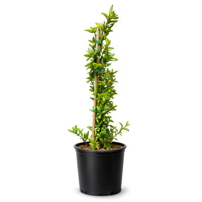 Japanese Honeysuckle ‘Halliana’ – Fragrant Climbing Vine (1 Gallon)