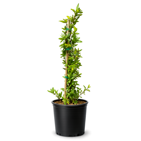 Japanese Honeysuckle ‘Halliana’ – Fragrant Climbing Vine (1 Gallon)