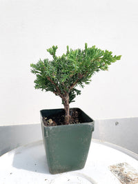 Green Mound Juniper Bonsai – Mini Outdoor Zen Tree