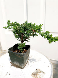 Green Mound Juniper Bonsai – Mini Outdoor Zen Tree