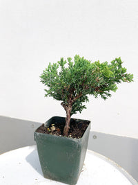 Green Mound Juniper Bonsai – Mini Outdoor Zen Tree