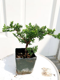 Green Mound Juniper Bonsai – Mini Outdoor Zen Tree