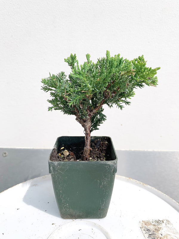 Green Mound Juniper Bonsai – Mini Outdoor Zen Tree