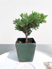 Green Mound Juniper Bonsai – Mini Outdoor Zen Tree