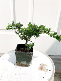 Green Mound Juniper Bonsai – Mini Outdoor Zen Tree
