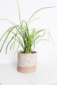 Ponytail Palm – Easy Care Indoor Desk Plant