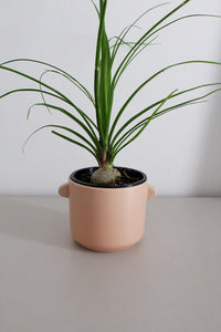 Ponytail Palm – Easy Care Indoor Desk Plant