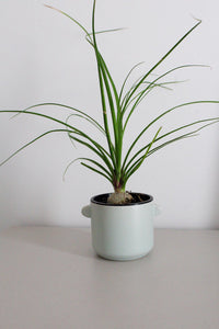 Ponytail Palm – Easy Care Indoor Desk Plant