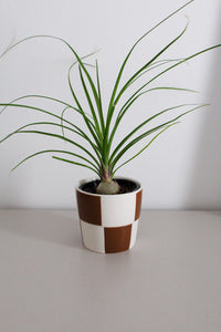 Ponytail Palm – Easy Care Indoor Desk Plant