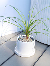 Ponytail Palm – Easy Care Indoor Desk Plant