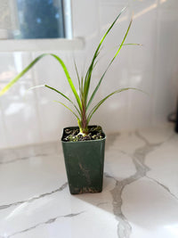 Ponytail Palm – Easy Care Indoor Desk Plant