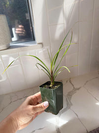 Ponytail Palm – Easy Care Indoor Desk Plant