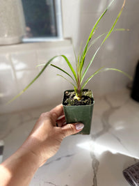 Ponytail Palm – Easy Care Indoor Desk Plant