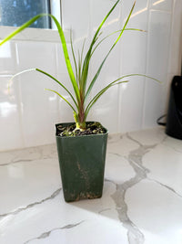 Ponytail Palm – Easy Care Indoor Desk Plant