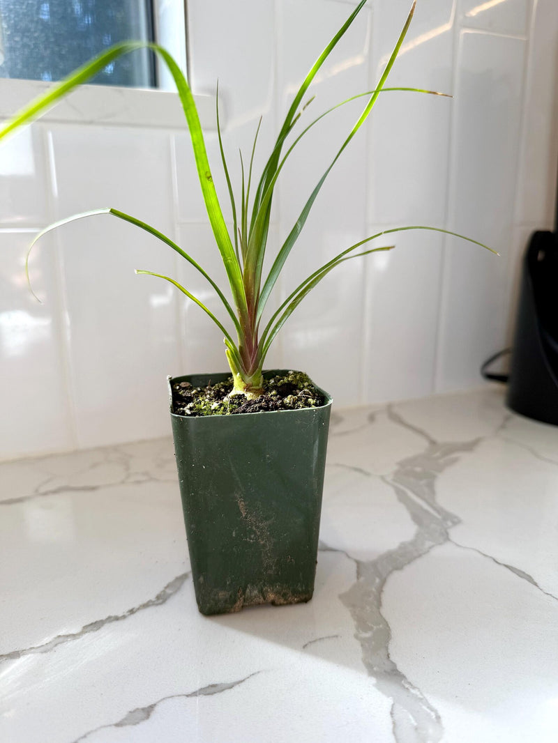 Ponytail Palm – Easy Care Indoor Desk Plant