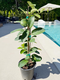 Madagascar Jasmine (Stephanotis) – Fragrant Flowering Vine (1 Gallon)
