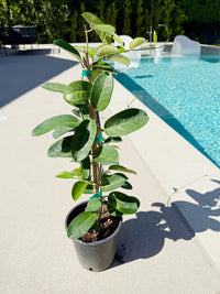 Madagascar Jasmine (Stephanotis) – Fragrant Flowering Vine (1 Gallon)