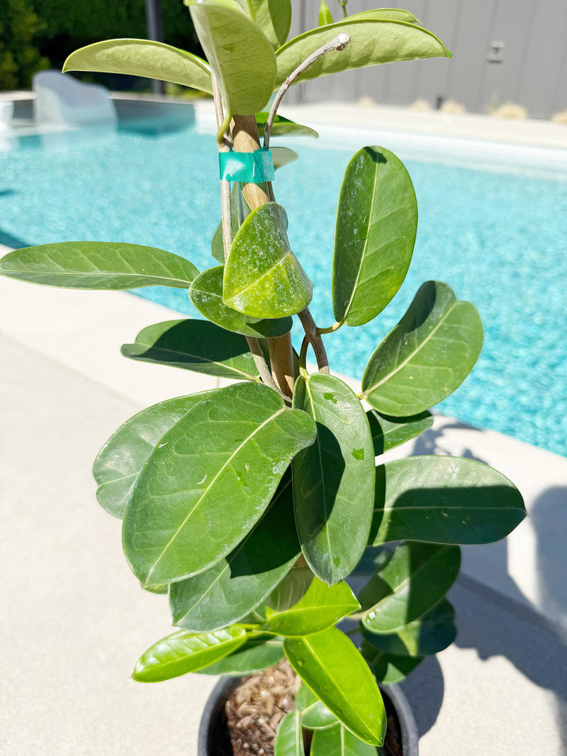 Madagascar Jasmine (Stephanotis) – Fragrant Flowering Vine (1 Gallon)