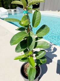 Madagascar Jasmine (Stephanotis) – Fragrant Flowering Vine (1 Gallon)