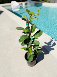 Madagascar Jasmine (Stephanotis) – Fragrant Flowering Vine (1 Gallon)