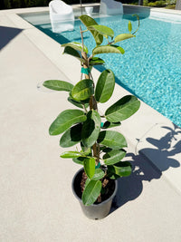 Madagascar Jasmine (Stephanotis) – Fragrant Flowering Vine (1 Gallon)