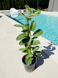 Madagascar Jasmine (Stephanotis) – Fragrant Flowering Vine (1 Gallon)