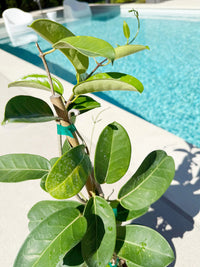 Madagascar Jasmine (Stephanotis) – Fragrant Flowering Vine (1 Gallon)