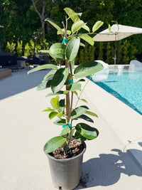 Madagascar Jasmine (Stephanotis) – Fragrant Flowering Vine (1 Gallon)