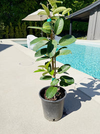 Madagascar Jasmine (Stephanotis) – Fragrant Flowering Vine (1 Gallon)
