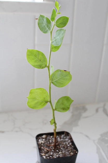 Pearl Acacia Sapling Plant – Yellow Flower Sage Bonsai Starter Tree