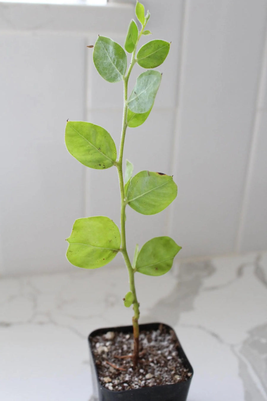 Pearl Acacia Sapling Plant – Yellow Flower Sage Bonsai Starter Tree