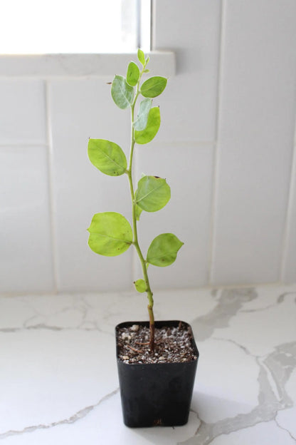 Pearl Acacia Sapling Plant – Yellow Flower Sage Bonsai Starter Tree