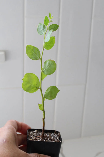 Pearl Acacia Sapling Plant – Yellow Flower Sage Bonsai Starter Tree