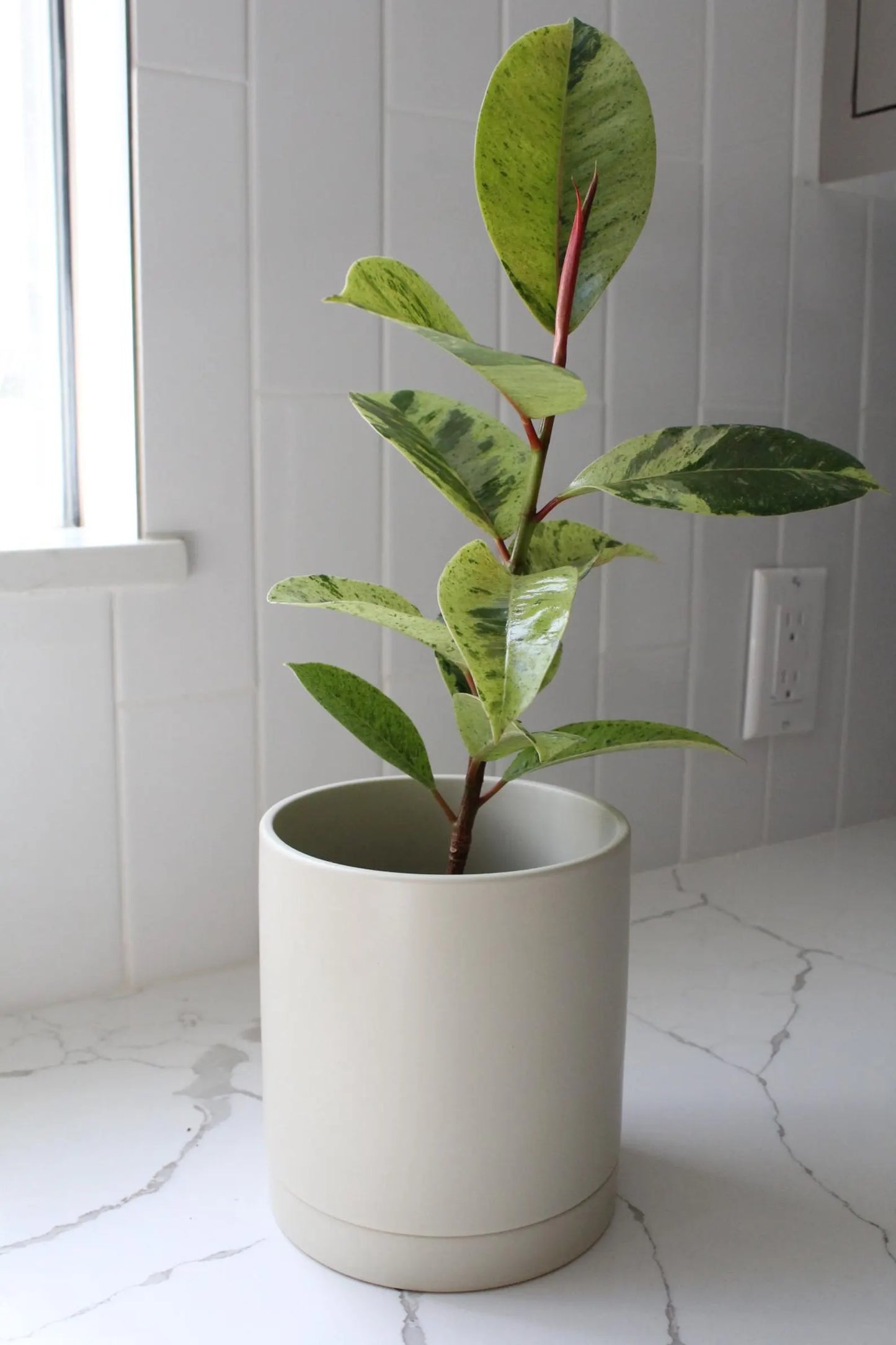 Ivory Modern Pot – Minimal Matte Planter with Saucer