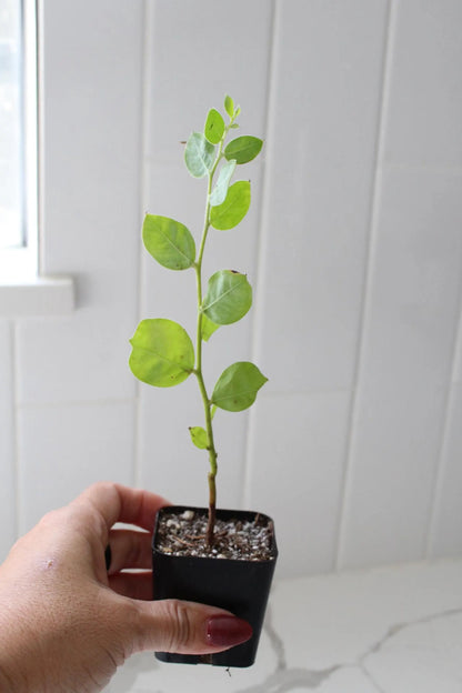 Pearl Acacia Sapling Plant – Yellow Flower Sage Bonsai Starter Tree