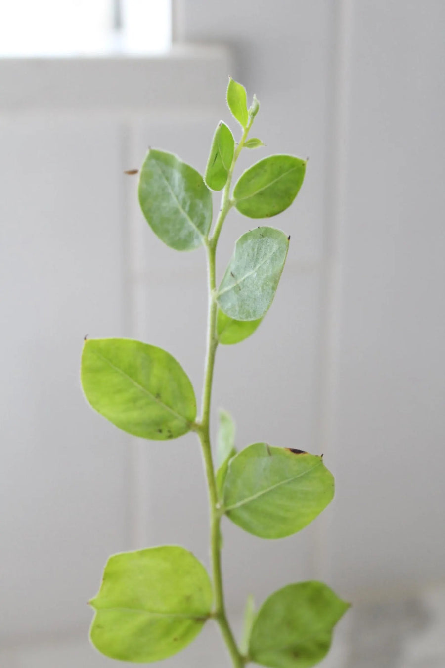 Pearl Acacia Sapling Plant – Yellow Flower Sage Bonsai Starter Tree