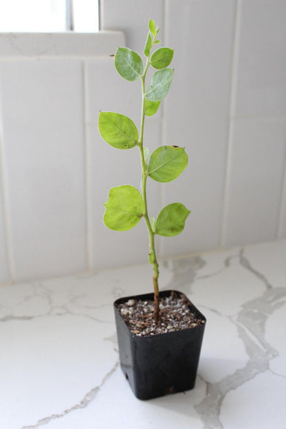 Pearl Acacia Sapling Plant – Yellow Flower Sage Bonsai Starter Tree