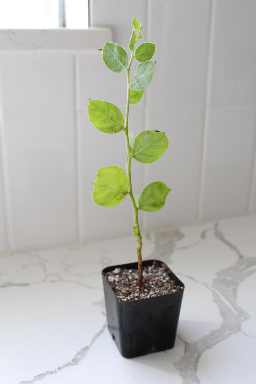 Pearl Acacia Sapling Plant – Yellow Flower Sage Bonsai Starter Tree