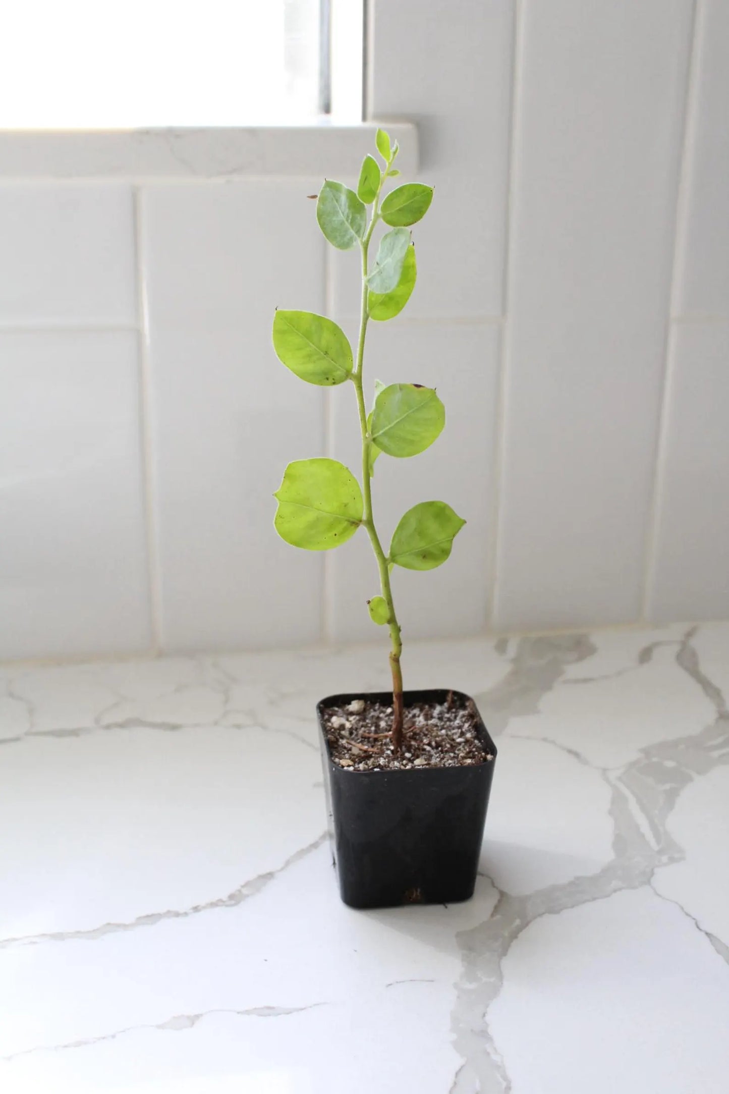 Pearl Acacia Sapling Plant – Yellow Flower Sage Bonsai Starter Tree